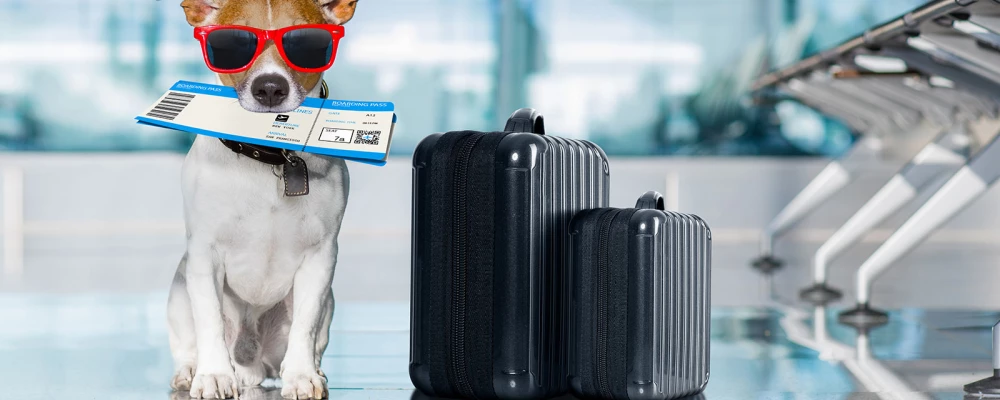 Правила перевозки животных в самолете: всё, что вам нужно знать!