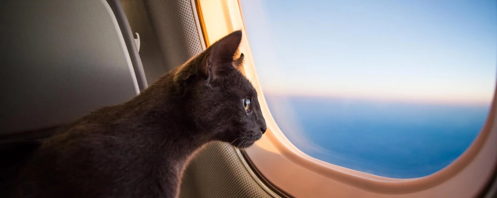 Турецкий самолет развернулся из-за кошки-безбилетницы