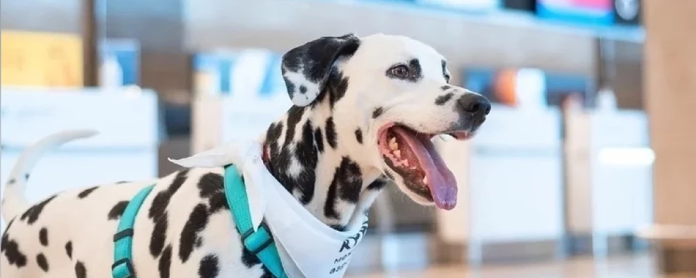 В красноярский аэропорт вернулись «Собаки эмоциональной поддержки»